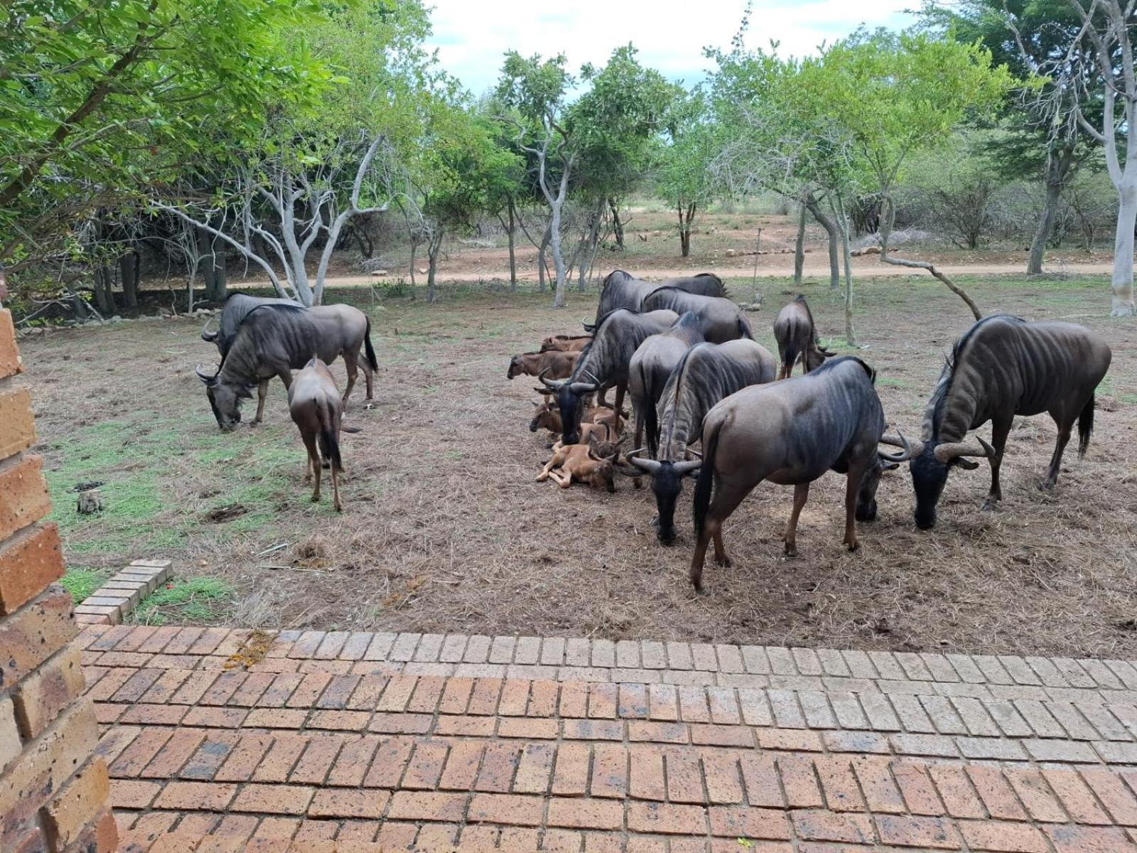 Kruger Riverside Lodge - No Load-Shedding Марлот-Парк Экстерьер фото