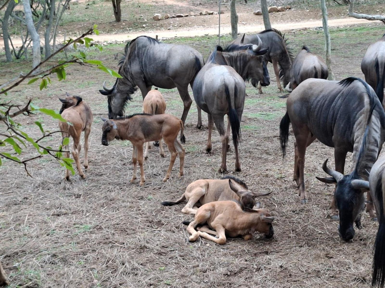 Kruger Riverside Lodge - No Load-Shedding Марлот-Парк Экстерьер фото